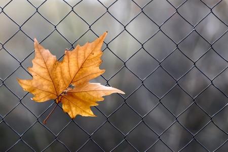 Que no falte la libertad (noviembre 2009)