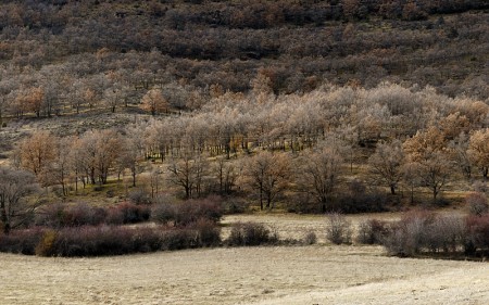 Fin de Otoño en el Alto Tajo Fin de Otoño en el Alto Tajo. (noviembre 2010)