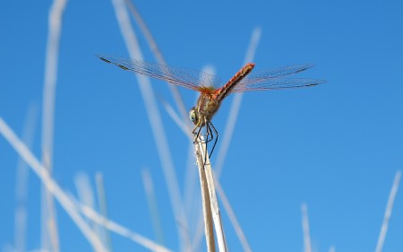 Libélula II. Libélula II. Devesa de El Saler, octubre 2011