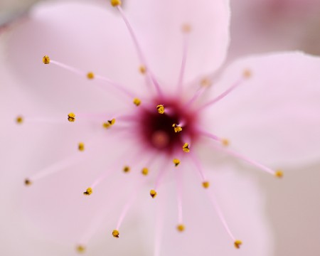 Flor de cerezo japones. Marzo 2009