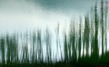 Paisaje invertido. Laguna del Tobar (marzo 2010)