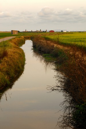 Canal arrozal. L'Albufera agpsto 2010