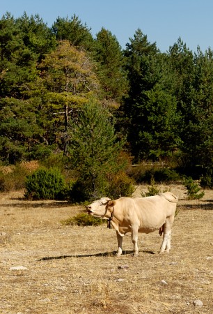 Vaca. Alto Tajo, septiembre 2011