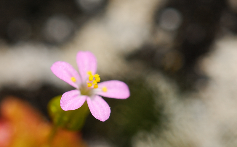 Flor primaveral, junio 2012