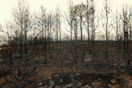 Bosque quemado. Macastre, Valencia agosto 2012