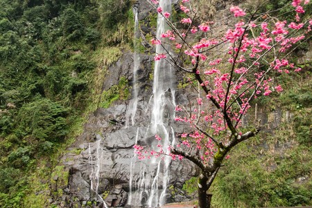 Cerezo y cascada, Wulai, febrero 2014