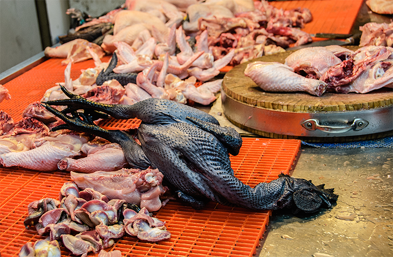Exótico pollo negro. Febrero 2014