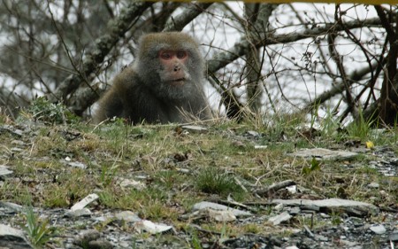 Macaco de Formosa. Febrero 2014
