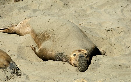 Elefante marino, California junio 2012