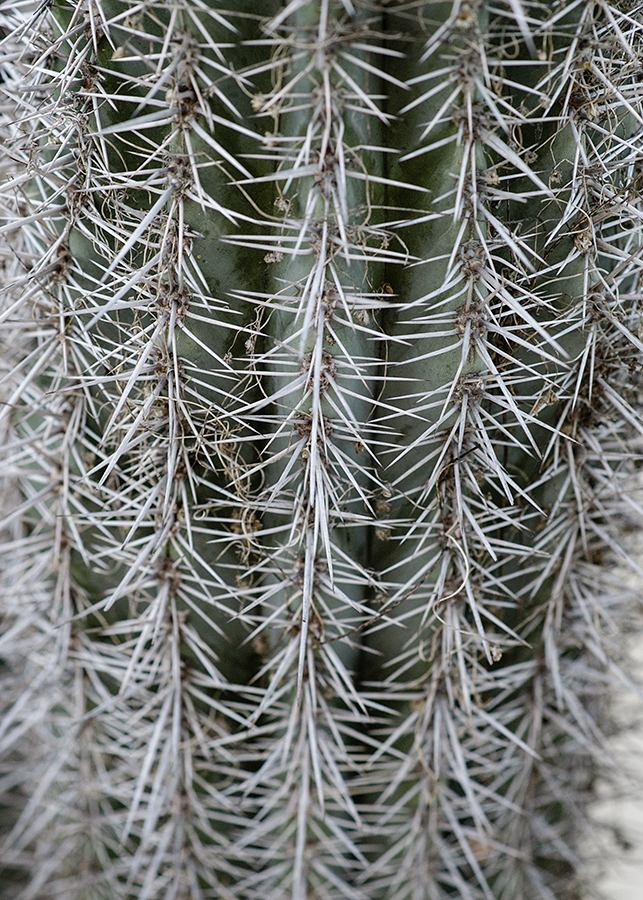 Cactus. Diciembre 2014
