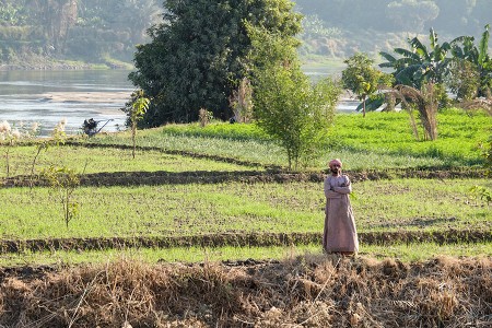 Agricultor, ribera del Nilo, dicembre 2014