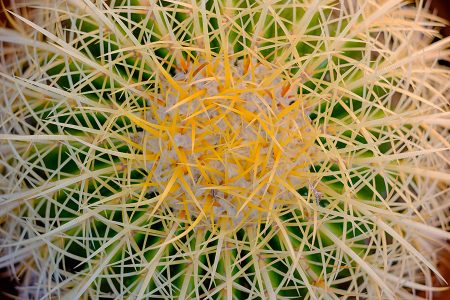 'Siria', cactus, septiembre 2016