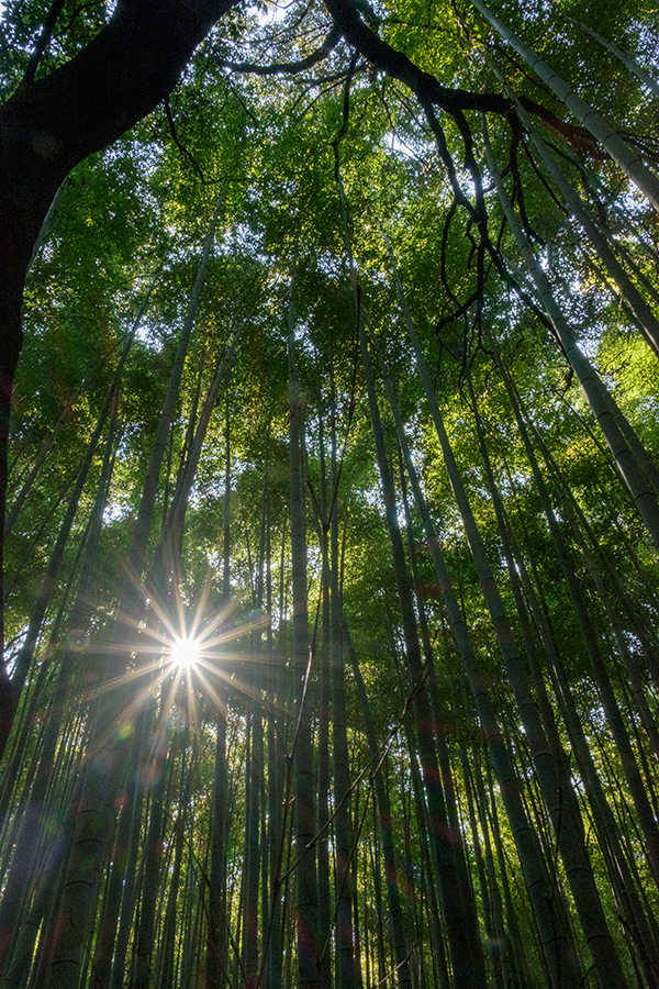 Bosque de Bambú, Arashiyama abril 2017