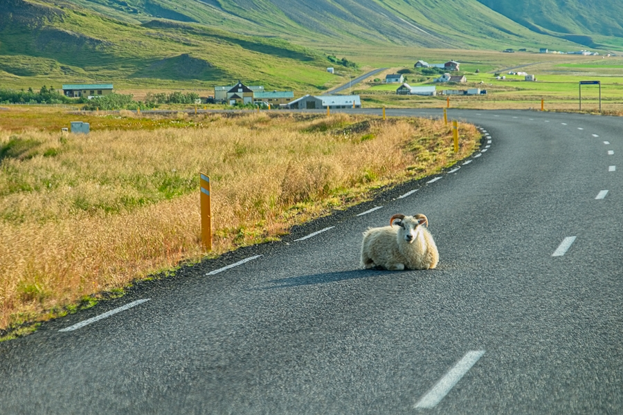La oveja, la reina. Islandia 2018