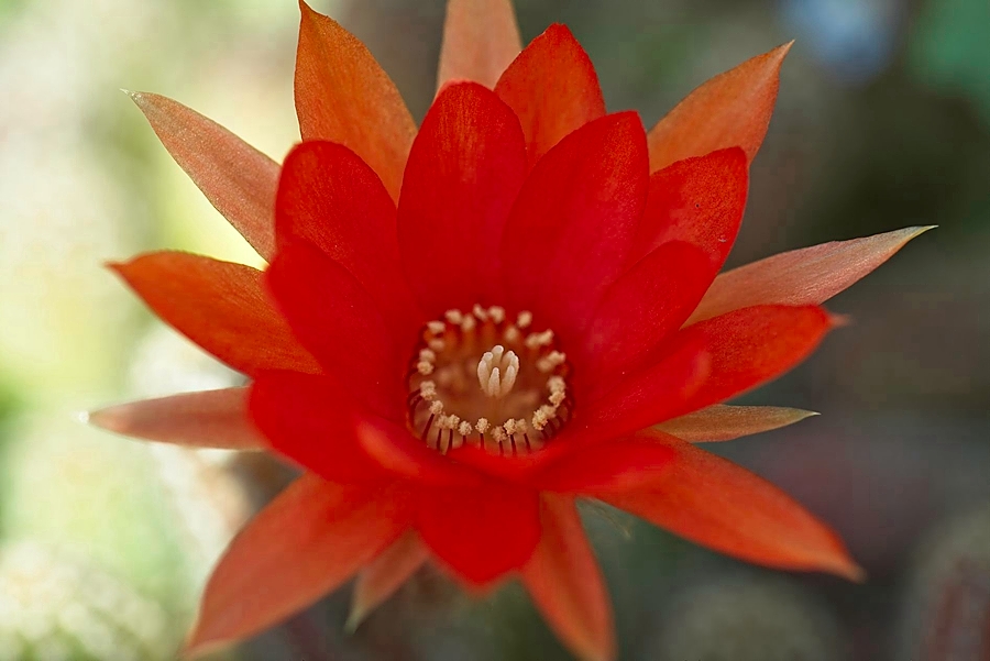 Flor de cactus, mayo 2019