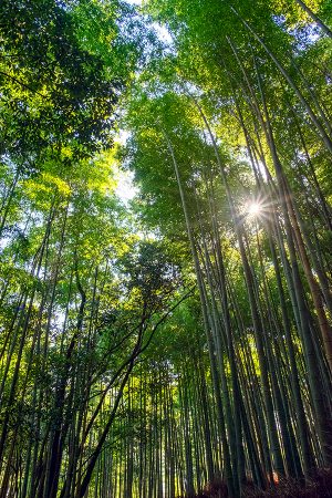 Bosque del este, Arashiyama abril 2017