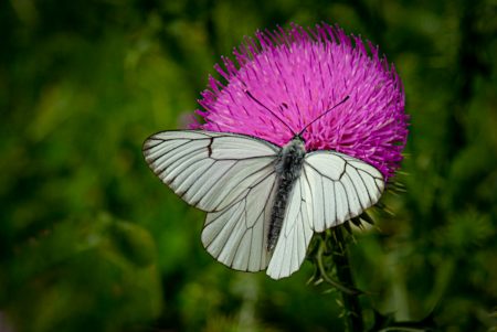 Mariposa blanca. Alto Tajo, junio 2021