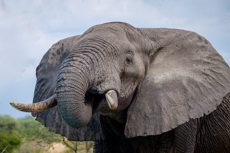 Elefante, Tarangire, Tanzania julio 2023