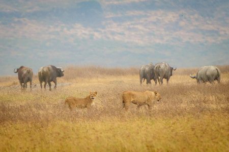 Búfalos y leonas, Ngorongoro, Tanzania julio 2023