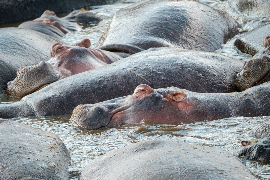 Hipopótamos, Serengeti, Tanzania julio 2023