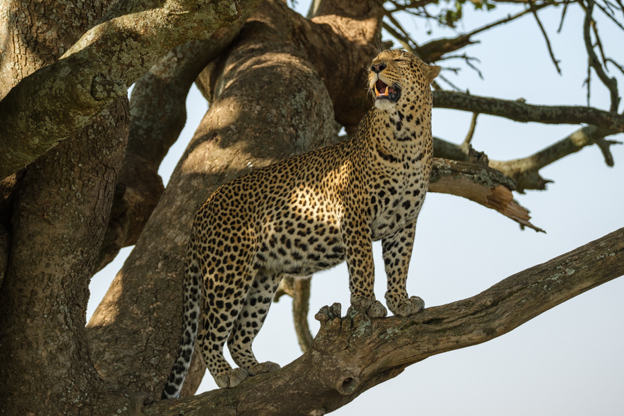 Leopardo, Serengeti, Tanzania, julio 2023