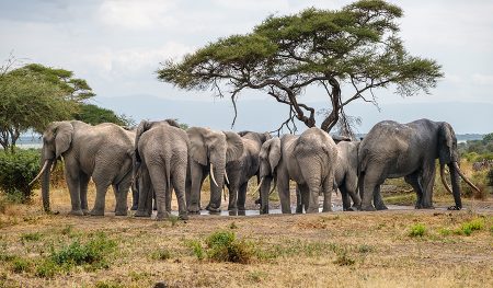 Elefantes, Tarangire, Tanzania julio 2023