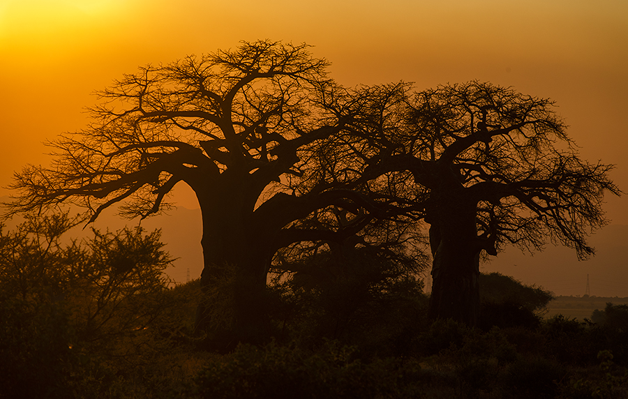 Baobabs al atardecer, Tarangire, Tanzania julio 2023