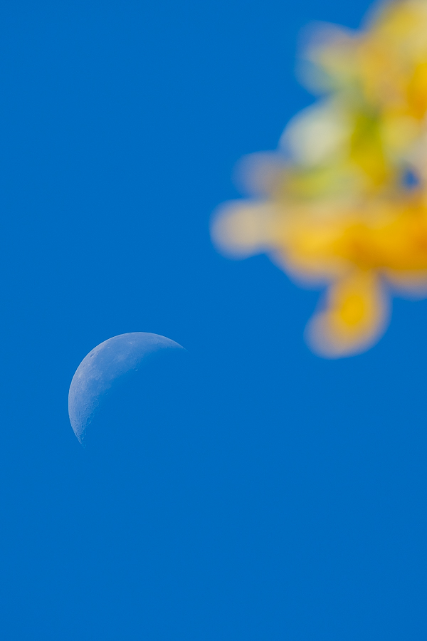 Luna y hojas, Alto Tajo, octubre 2023