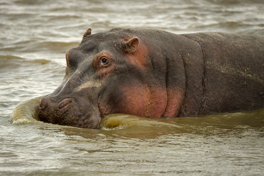 Hipopótamo, Ngrongoro, julio 2023