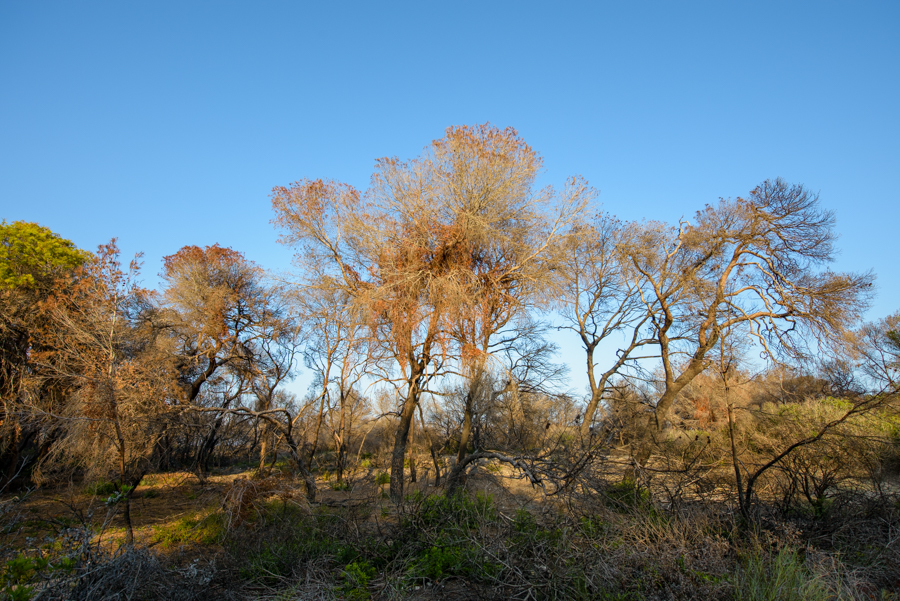 Bosque quemado, ,La Devesa agosto 2024