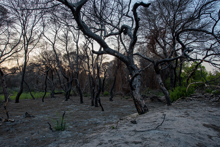 Bosque quemado II, La Devesa, agosto 2024