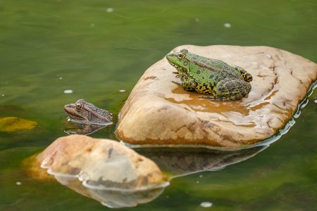 Ranas, Cabañeros, octubre 2024