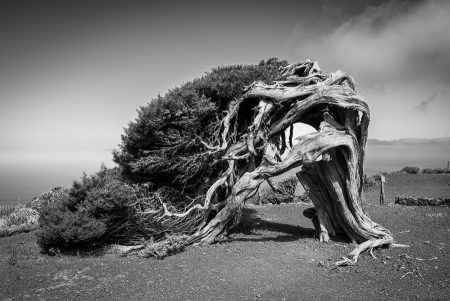 Sabina, El Hierro, mayo 2024