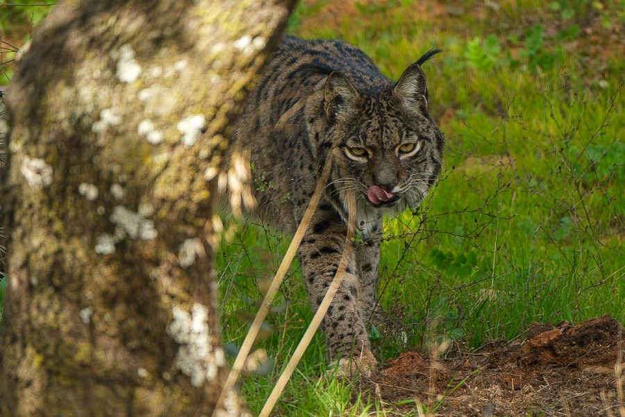 Lince ibérico, Andujar, enero 2025