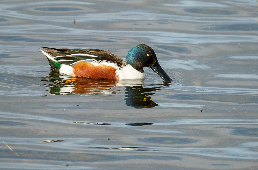 Pato cuchara, Tablas de Daimiel, febrero 2025