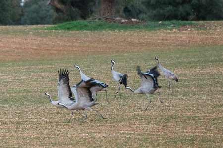 Grullas, Tablas de Daimiel, febrero de 2025