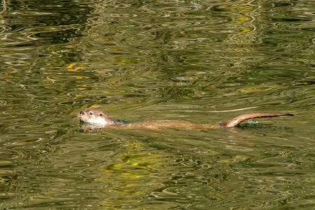 Nutria, Monfragüe, febrero 2025