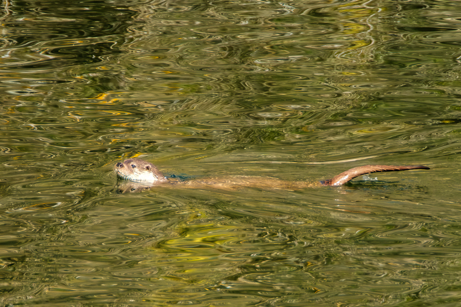 Nutria, Monfragüe, febrero 2025