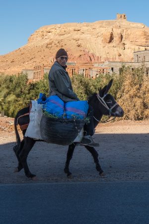 Burro, Ait Ben Hadu, abril 2025
