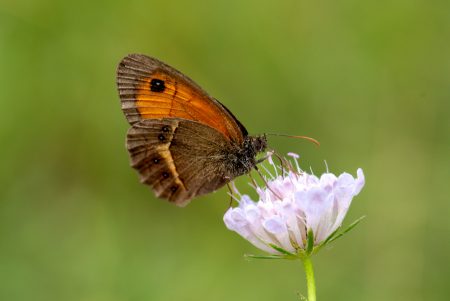 Mariposa, junio 2025