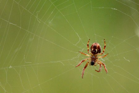 Araña, junio 2025
