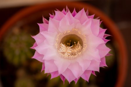 Flor de cactus, versión agosto 2025