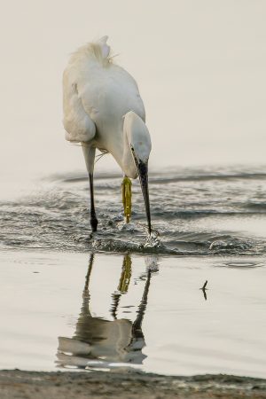 Garceta pescando, Estany del Pujol, agosto 2025