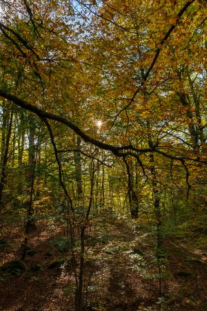 Selva de Irati, octubre 2025