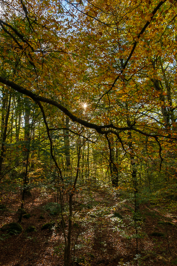 Selva de Irati, octubre 2025