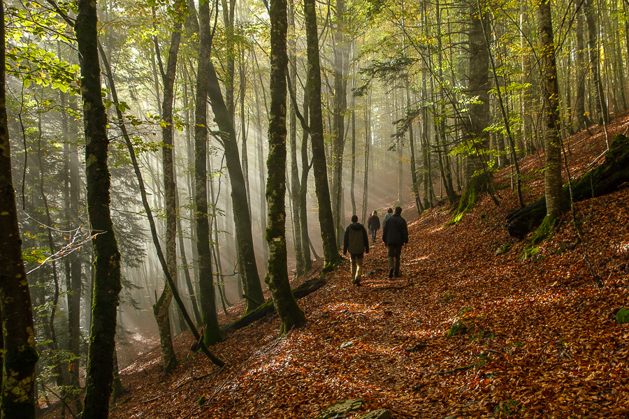 Senda a Irabia, Irati, octubre 2025