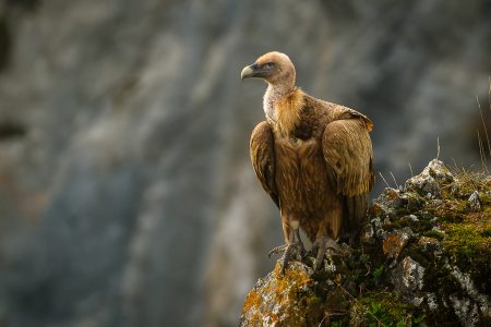 Buitre, Foz de Arbayún, octubre 2025