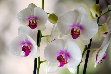 Orquídeas, Madrid diciembre 2025