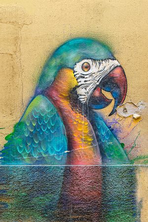 Lorito, Málaga, enero 2025