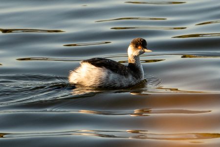 Zampullín cuellinegro, diciembre 2025